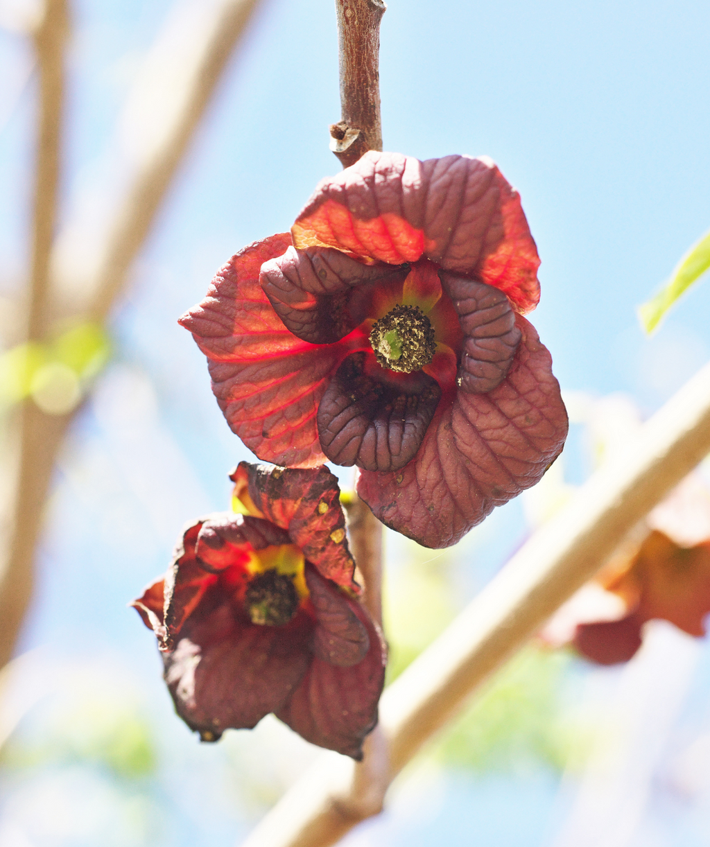 Susquehanna® Pawpaw