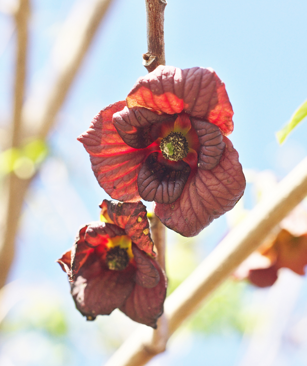 Susquehanna® Pawpaw
