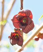 Close up of Pennsylvania Gold Pawpaw flower, small dark red flowers