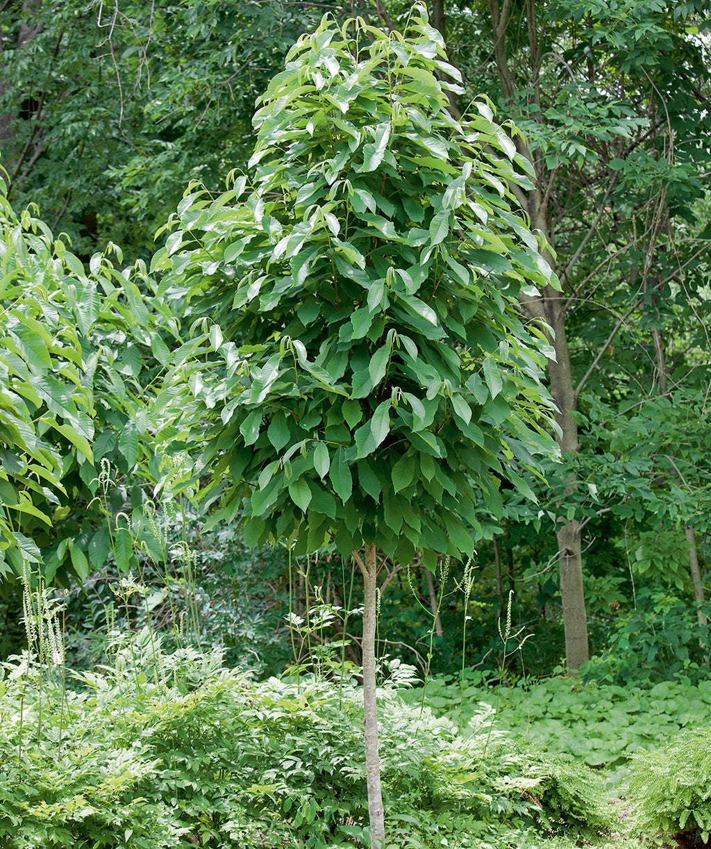 Rappahannock Pawpaw planted in a landscape, large green oblong shaped leaves on slightly upright branching