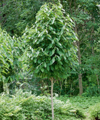 Rappahannock Pawpaw planted in a landscape, large green oblong shaped leaves on slightly upright branching