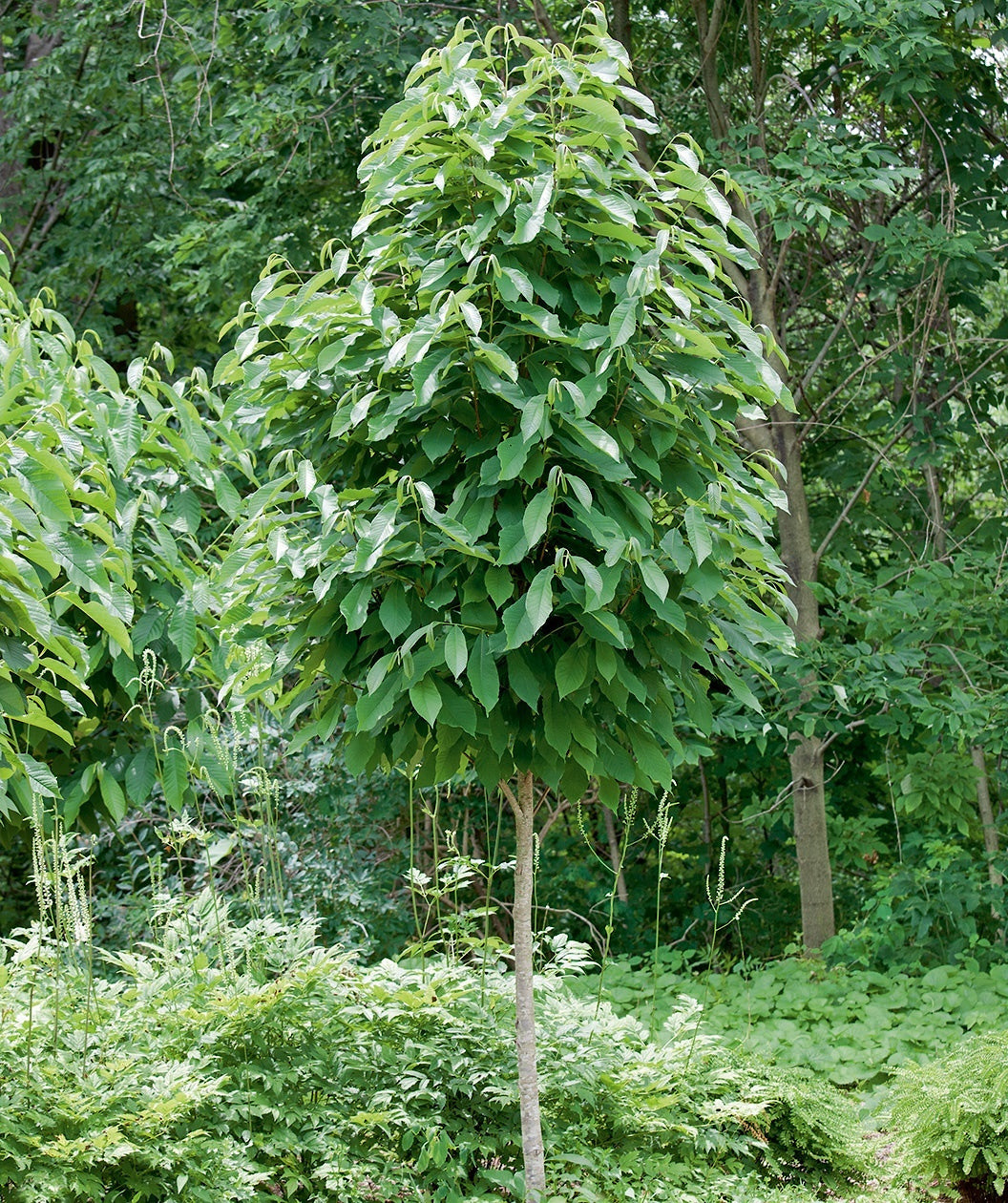 Pennsylvania Gold Pawpaw planted in a landscape, large green oblong shaped leaves on slightly upright branching