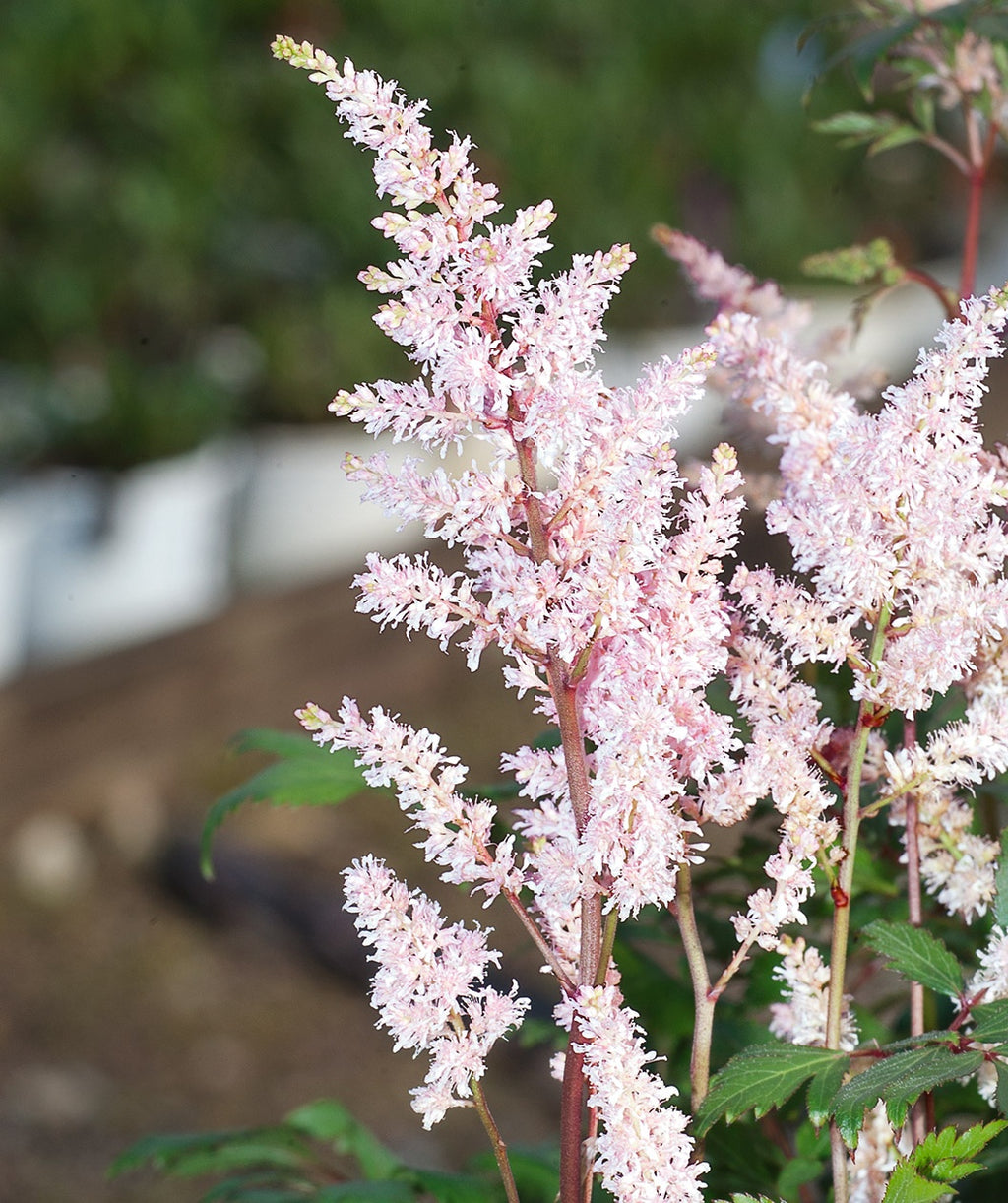 Peach Blossom Astilbe