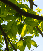 Close up of Peach Chinese Chestnut foliage, winkled looking oblong shaped leaves that are green in color