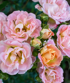 Peach Drift Rose closeup of light pink and yellow two-toned flowers