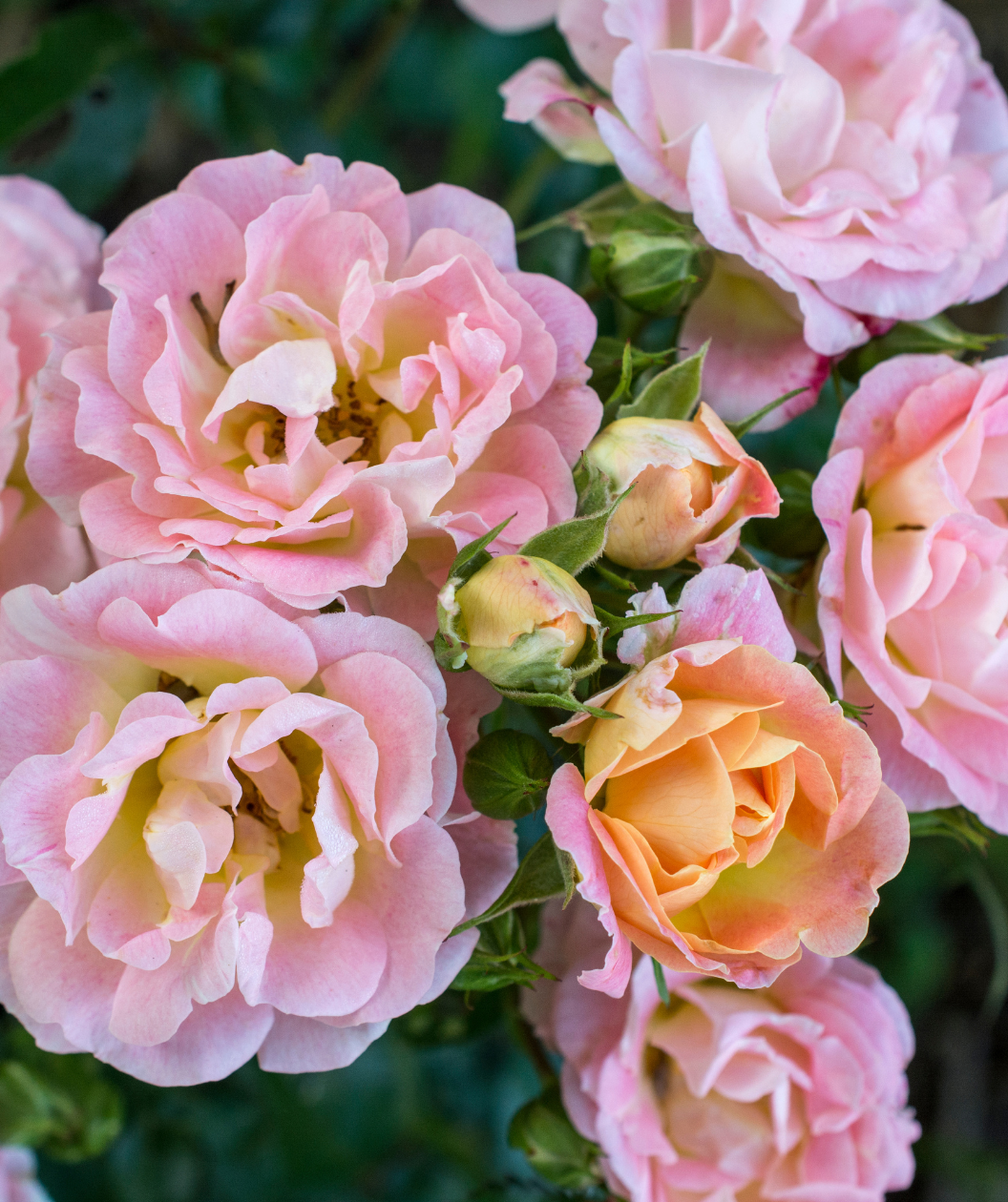 Peach Drift Rose closeup of light pink and yellow two-toned flowers
