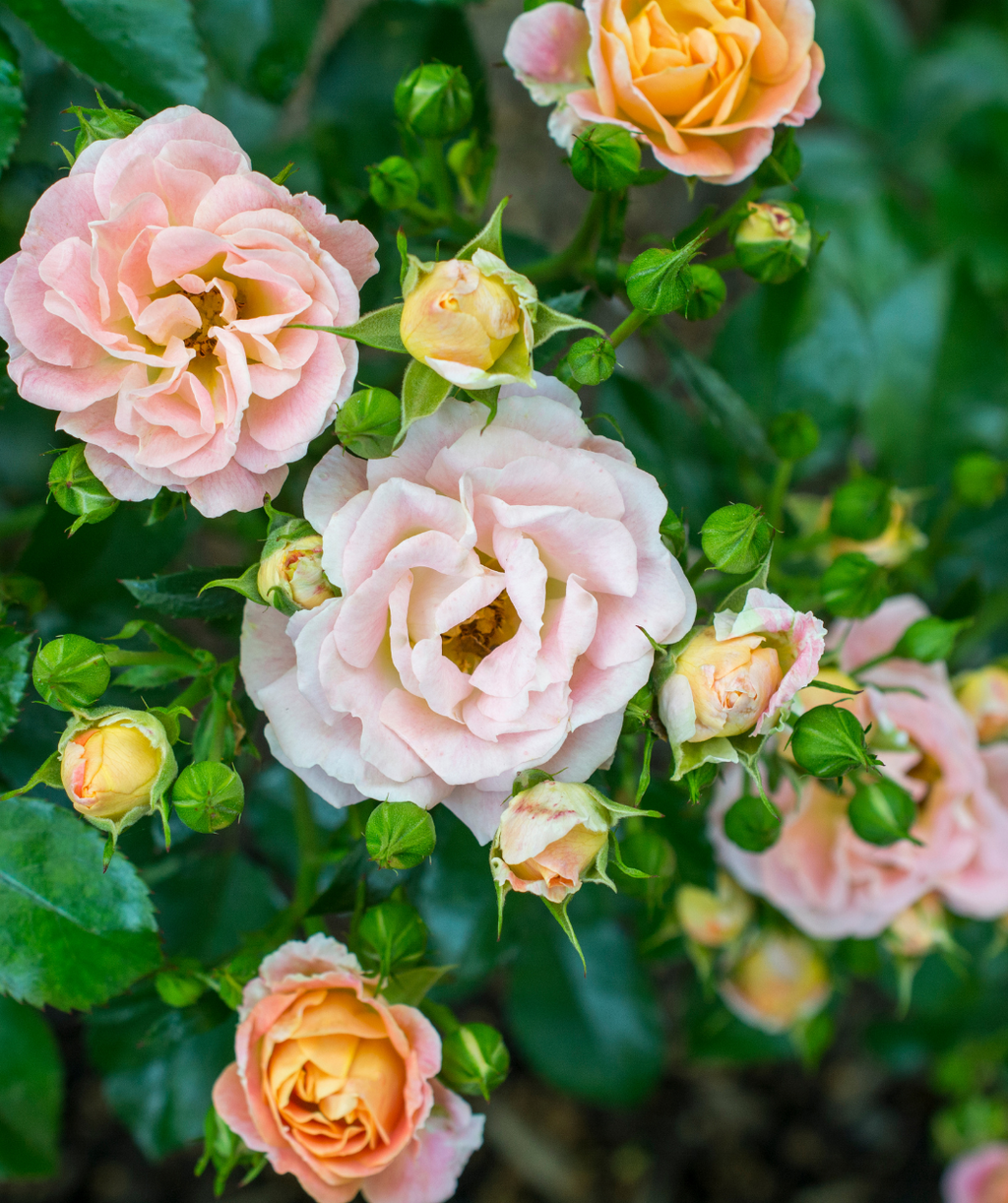 A close up of the fluffy light pink to orange flowers of the Peach Drift Rose closeup of light pink and yellow two-toned flowers
