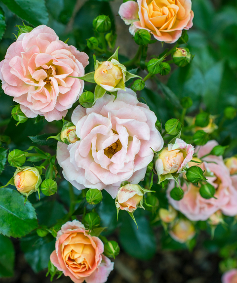 Drift® Peach Rose