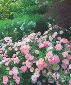Drift Peach Rose planted in a landscape, lots of pink to yellow colored fragrant flowers emerging from green foliage