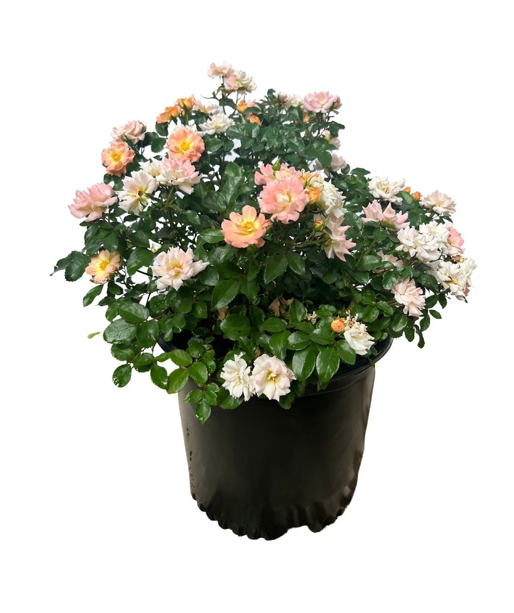 Drift Peach Rose on white, many light pink to yellow colored fragrant flowers with green foliage