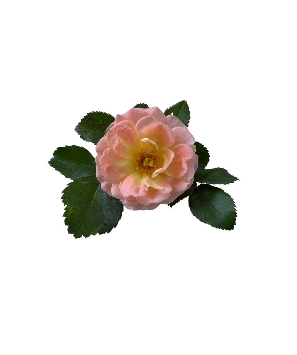 Peach Drift Rose Shrub bloom that is varying colors of white, light pink and yellow