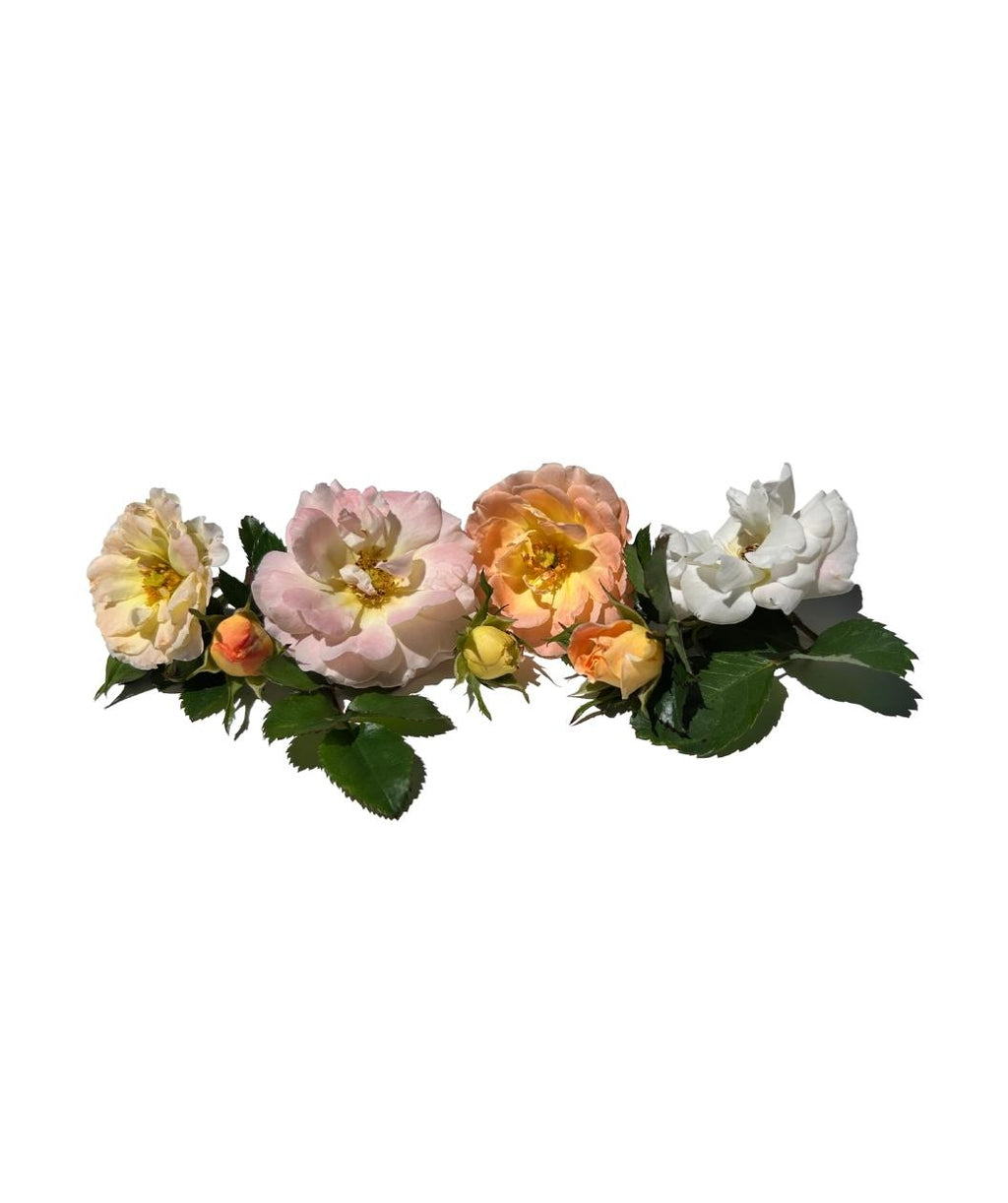Drift Peach Flowers and buds on white, the various stages and colors of flowers this shrub boasts