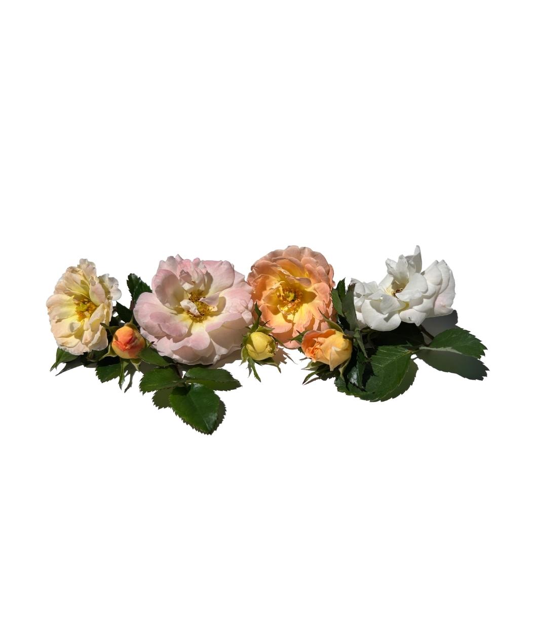 Drift Peach Flowers and buds on white, the various stages and colors of flowers this shrub boasts