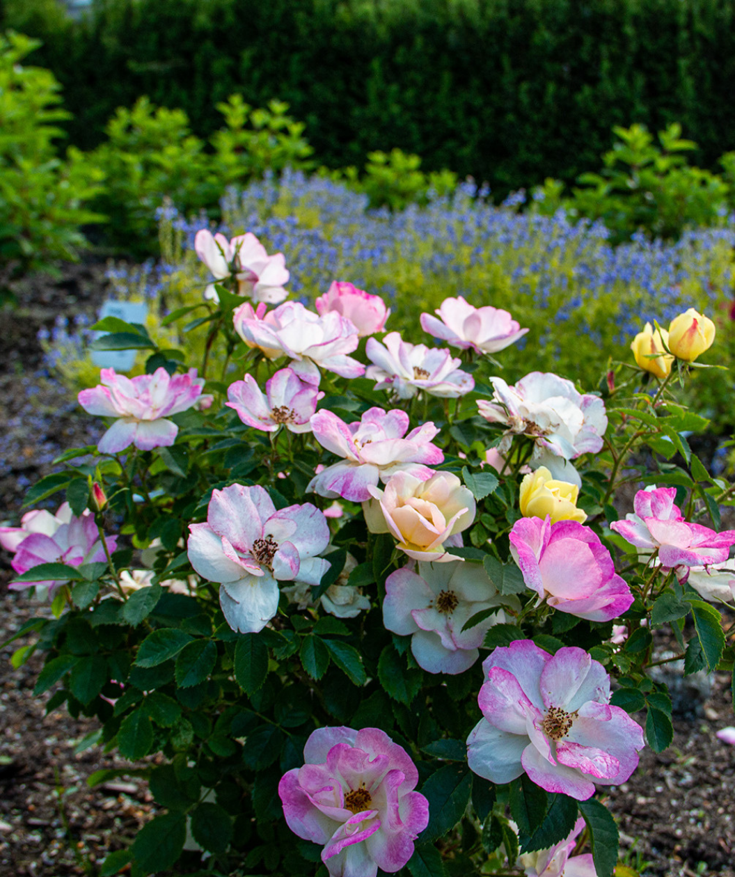 Peach Lemonade Rose planted in a landscape, pink white and yellow flowers bloom together with green foliage