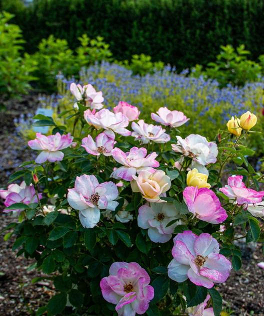 Peach Lemonade® Rose Bower & Branch