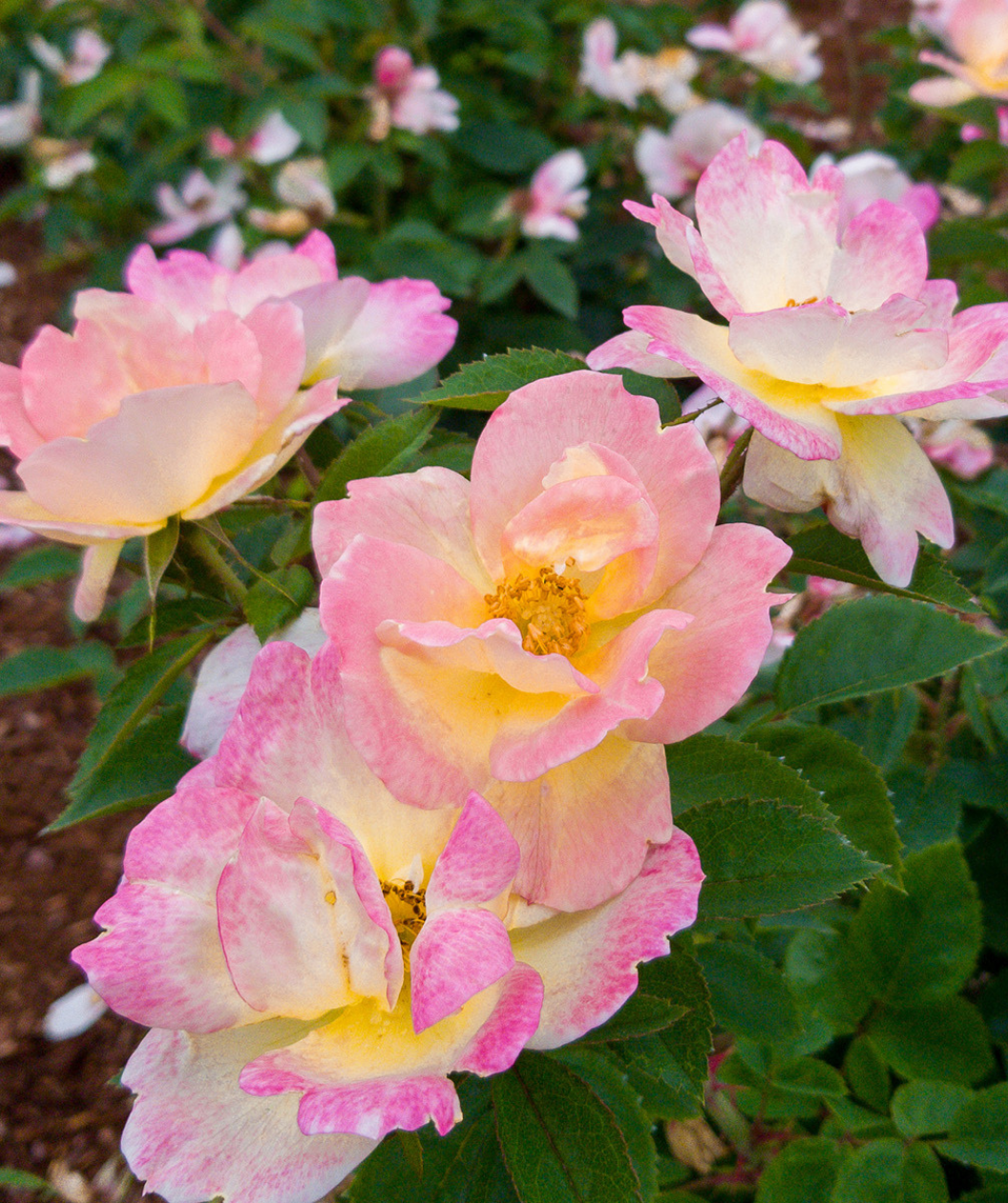 Peach Lemonade Rose close up, pink white and yellow flowers bloom together with green foliage