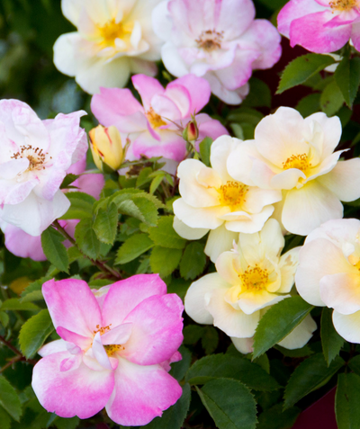 Peach Lemonade Rose close up, pink white and yellow flowers bloom together with green foliage