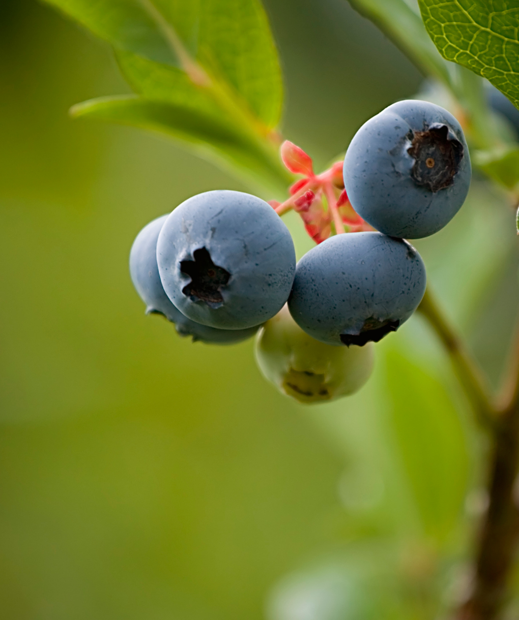 Peach Sorbet Blueberry | #1 Container / QTY of 24 | | each | | Ships in
