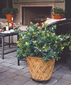 Peach Sorbet Blueberry planted on patio full of ripe blueberries