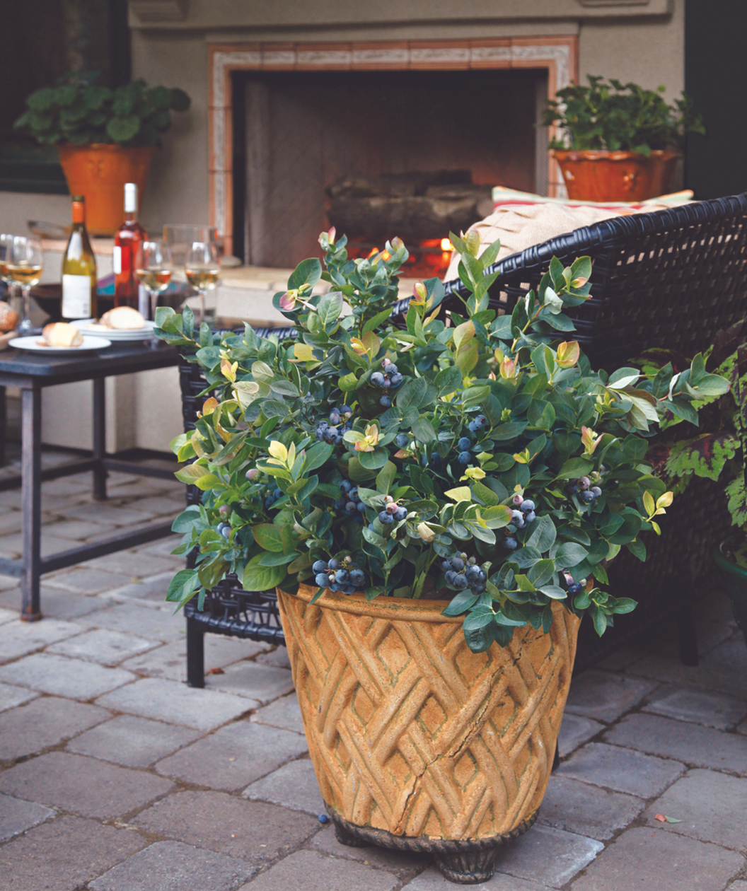 Peach Sorbet Blueberry planted on patio full of ripe blueberries