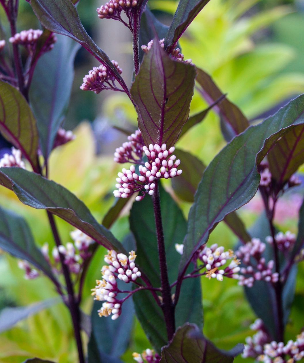 Pearl Glam Beautyberry closeup of the white flower buds before they fully open