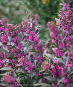 Pearl Glam Beautyberry covered in the bright purple berries against the dark purple foliage