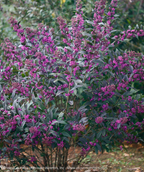 Pearl Glam Beautyberry planted in landscape, covered in the bright purple berries