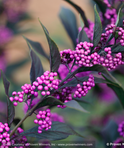 Pearl Glam Beautyberry closeup of purple berries against the dark purple foliage 