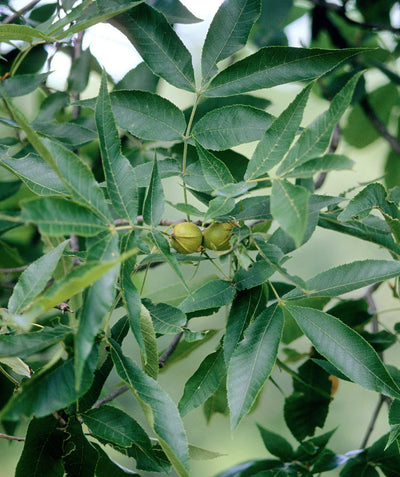 Close up of USDA Organic Pecan nuts and leaves, two young green pecans growing on a branch surrounded by oblong dark green leaves
