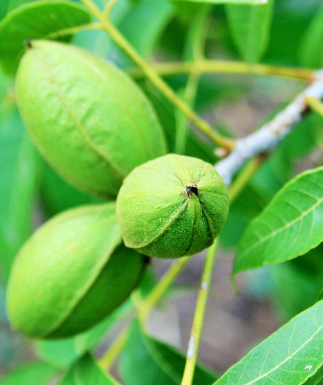 Close up of Pecan nuts, three green oval shaped young pecans growing on a branch