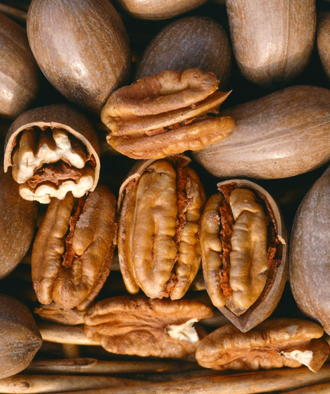 Pecans shelled and deshelled