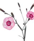 Peppermint Star Pinks