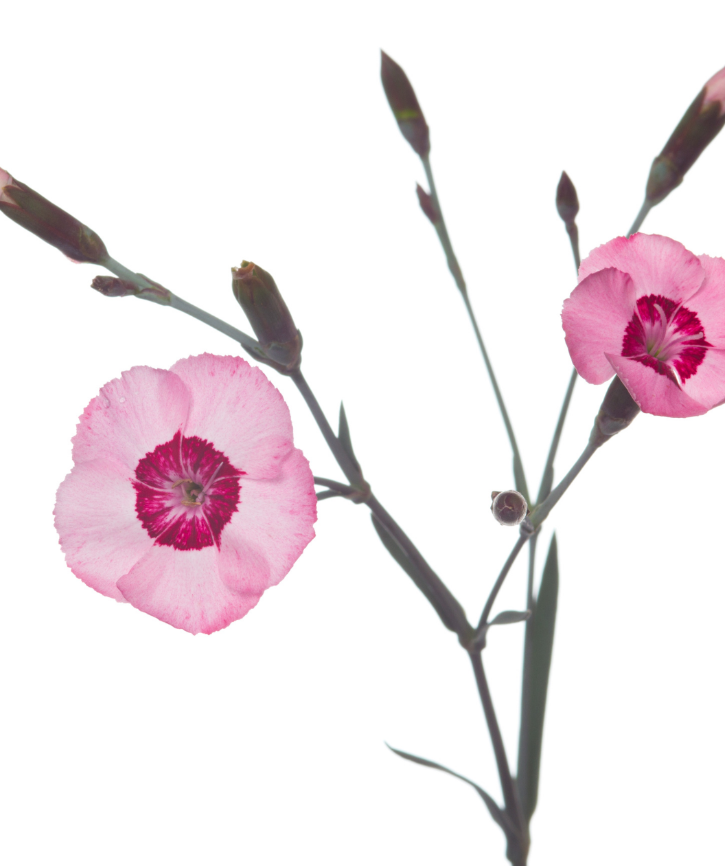 Peppermint Star Pinks