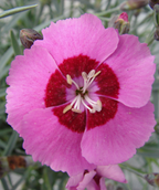 Peppermint Star Pinks