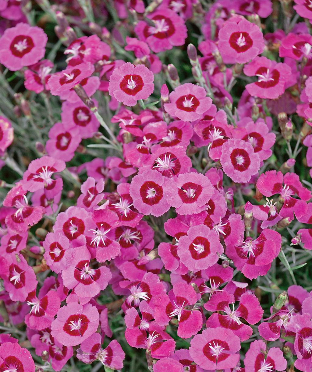 Peppermint Star Pinks