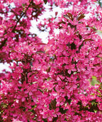 Perfect Purple Flowering Crabapple flowers up close, lots of small dark pink fragrant flowers with purple conical shaped leaves