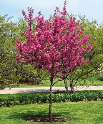 Perfect Purple Flowering Crabapple planted in a landscape, lots of dark pink fragrant flowers with purple conical shaped leaves
