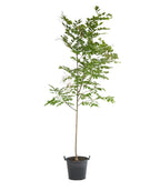 A container grown Perkins Pink Yellowwood with a white background
