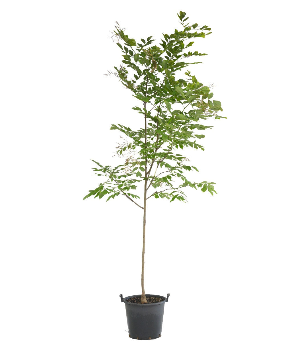 A container grown Perkins Pink Yellowwood with a white background
