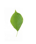 A singular Perkins Pink Yellowwood light green leaf on white