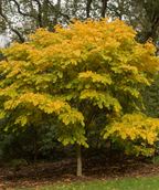 Perkins Pink Yellowwood in a landscaping showcasing the lime green leaves transitioning to a bright yellow fall color