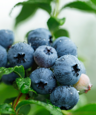 Perpetua Blueberry closeup of dark blue berries amongst dark green leaves