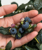 Grower holding blue Perpetua Blueberries that are hanging from branches on the shrub