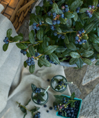 Overhead view of Perpetua Blueberry shrub with berries growing on branches and berries in bowls