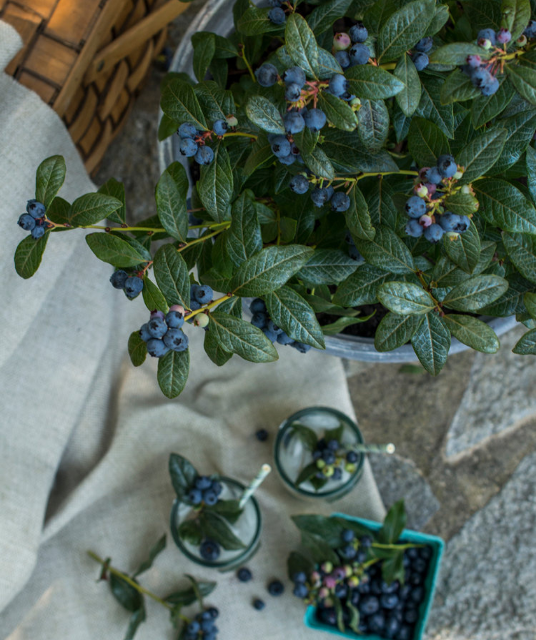 Overhead view of Perpetua Blueberry shrub with berries growing on branches and berries in bowls
