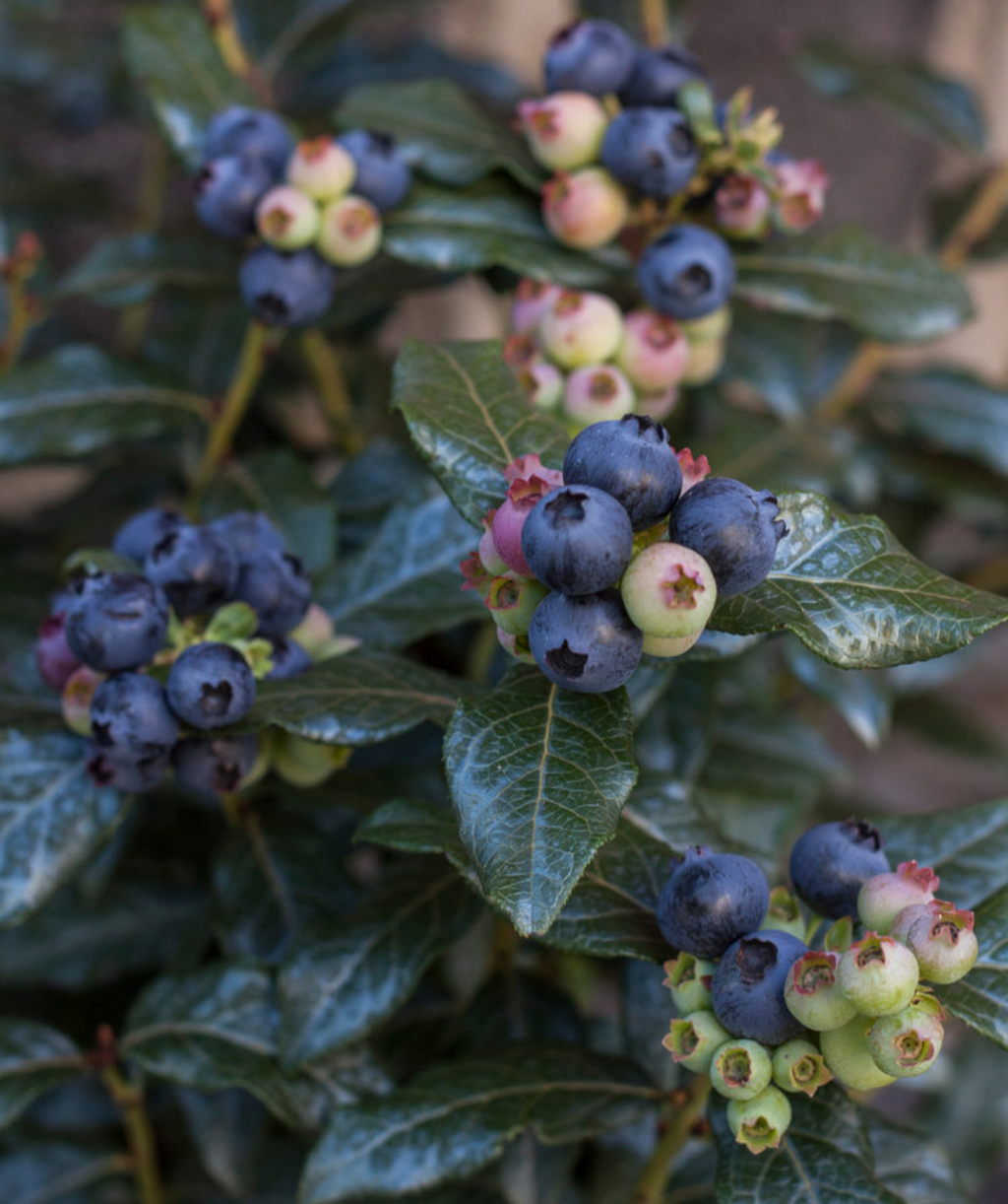 Perpetua Blueberry ripe blue and unripe cream and pink berries growing amongst dark green foliage
