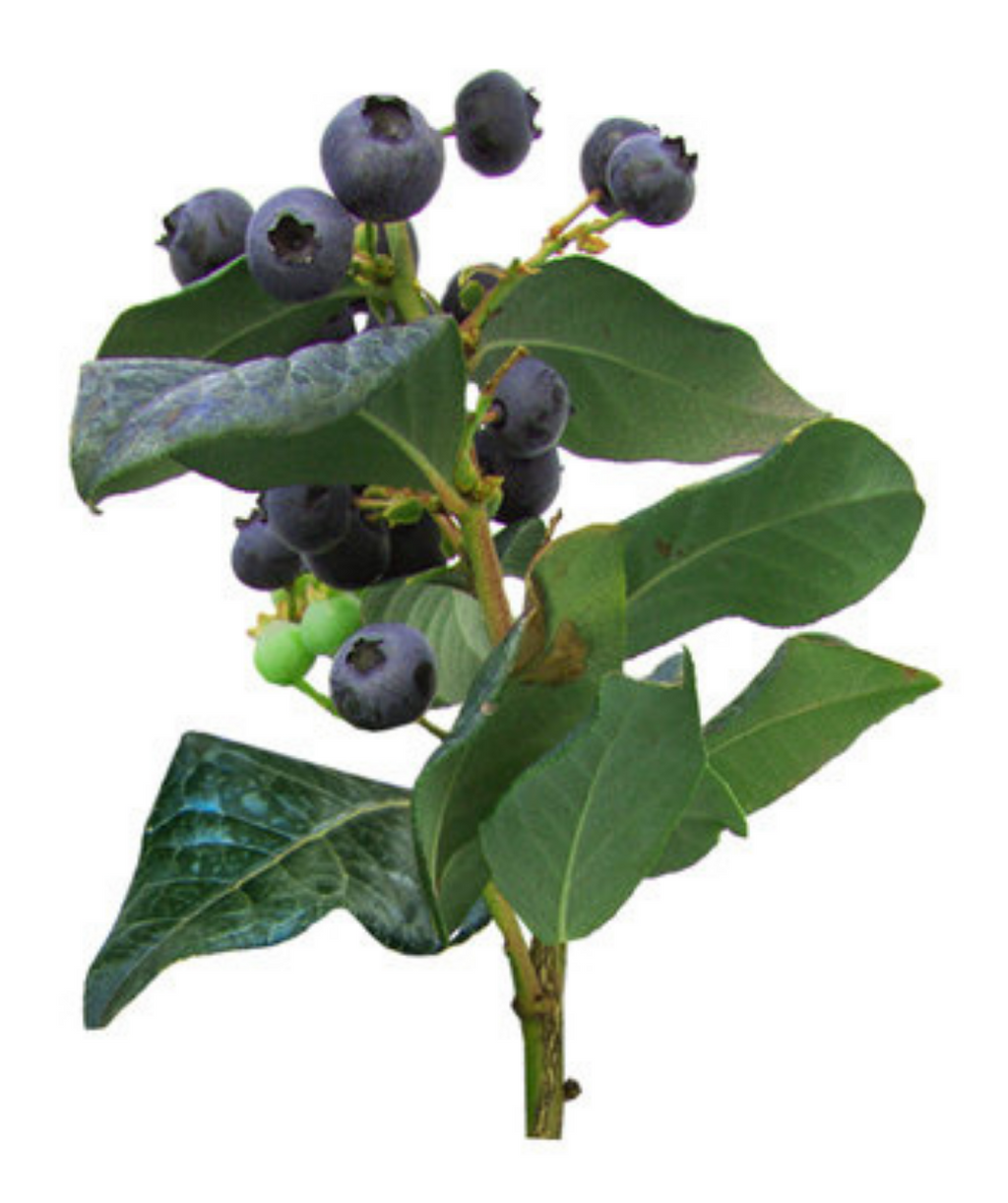 Perpetua Blueberries on branch with dark green leaves