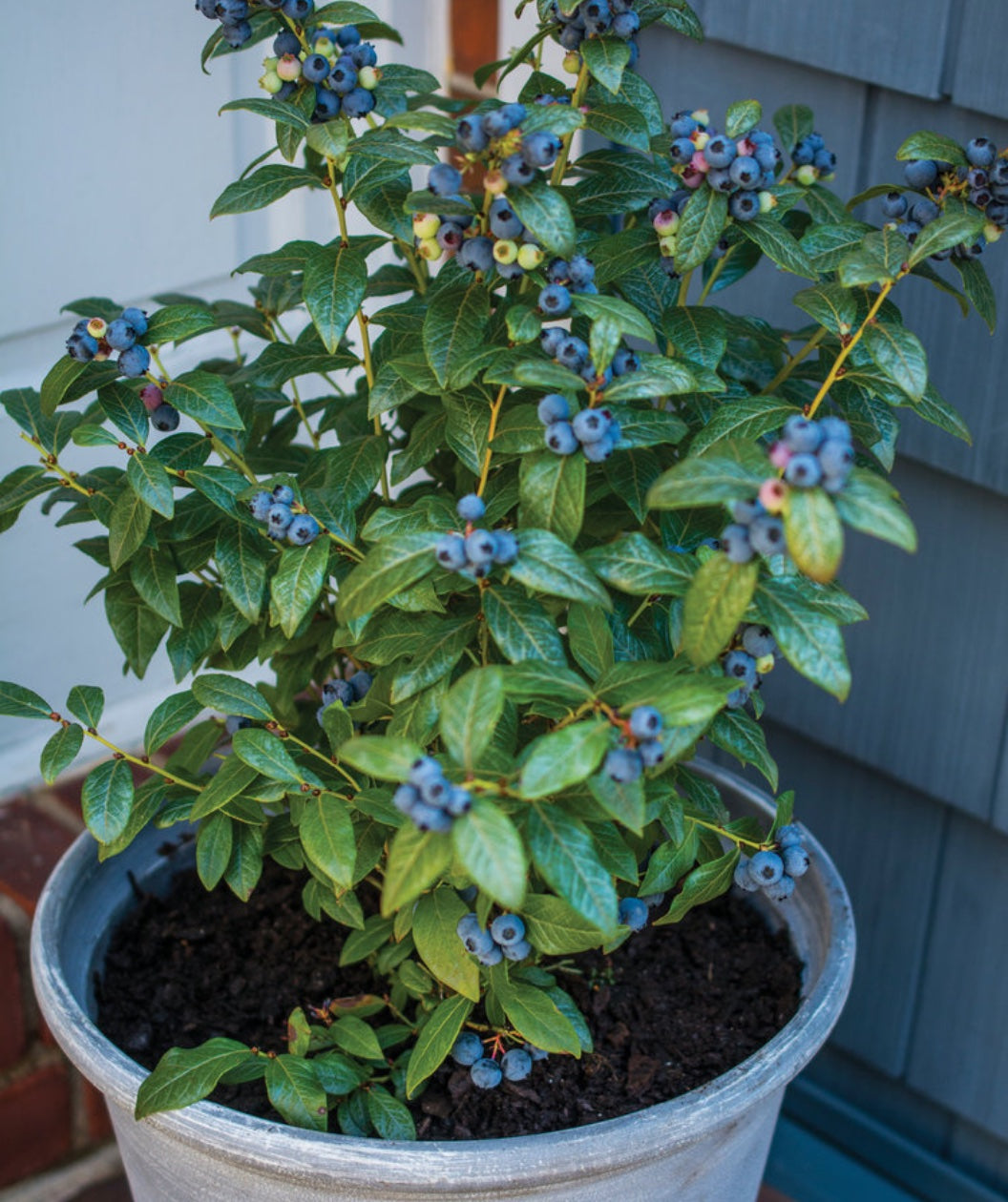 Perpetua Blueberry planted in patio container with ripe blue berries growing on branches