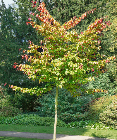 Persian Spire Parrotia planted in an early fall landscape, oval shaped green leaves turning to hues of yellows, reds, and purples in early fall