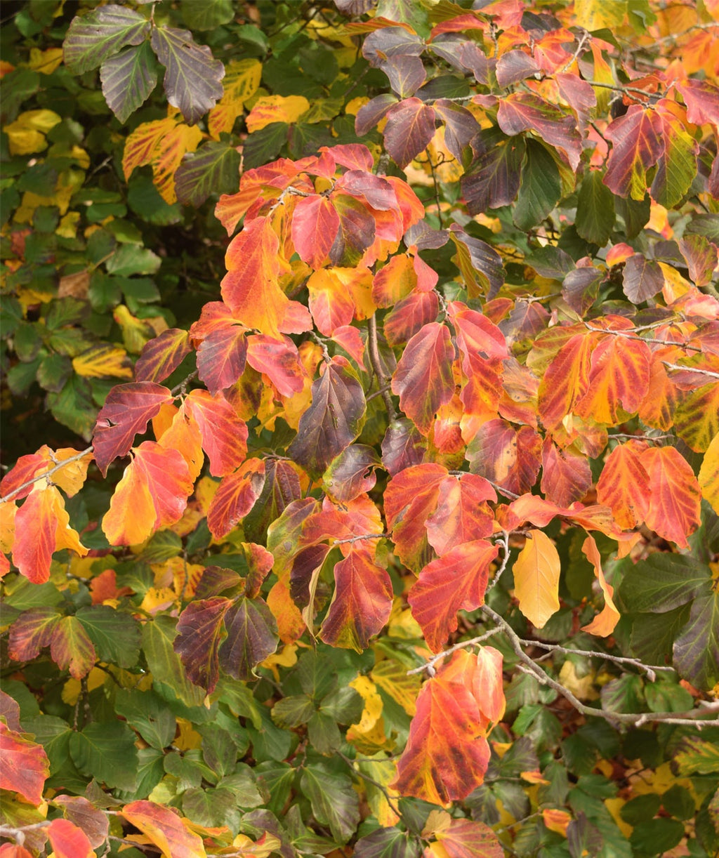 Persian Parrotia closeup of red fall color